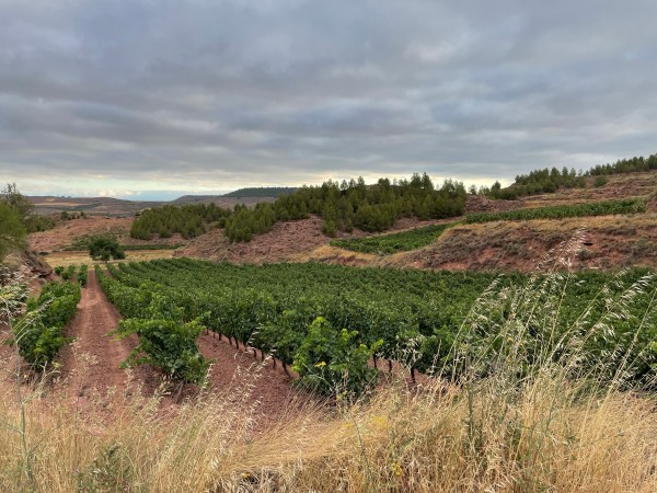 El Camino Inverso / Il Cammino Inverso – Jornada 9ª / Giornata 9ª: Nájera – Sto. Domingo de la&nbsp;Calzada