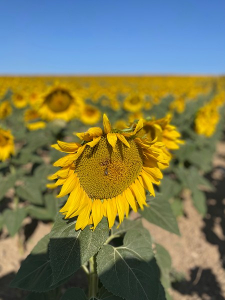 El Camino Inverso / Il Cammino Inverso – Jornada 10ª / Giornata 10ª: Sto. Domingo de la Calzada –&nbsp;Belorado
