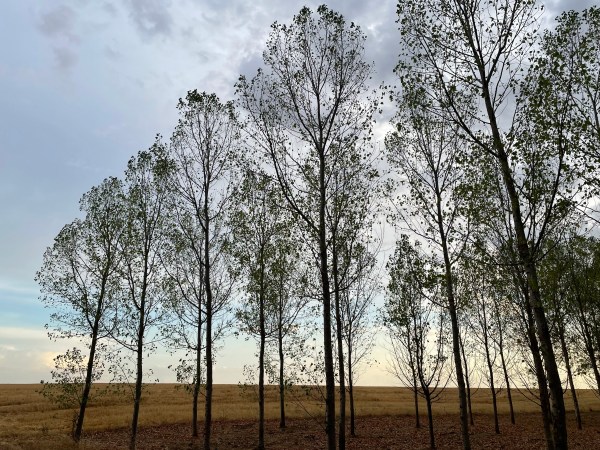 El Camino Inverso / Il Cammino Inverso – Jornada 18ª / Giornata 18ma: El Burgo Ranero –&nbsp;Arcahueja