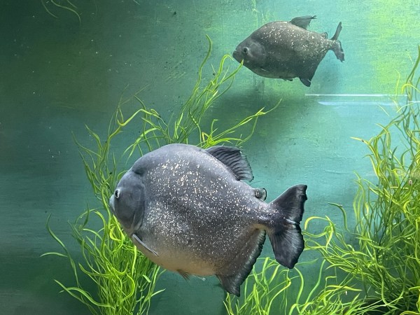 Rosario bajo la lluvia / Rosario sotto la&nbsp;pioggia