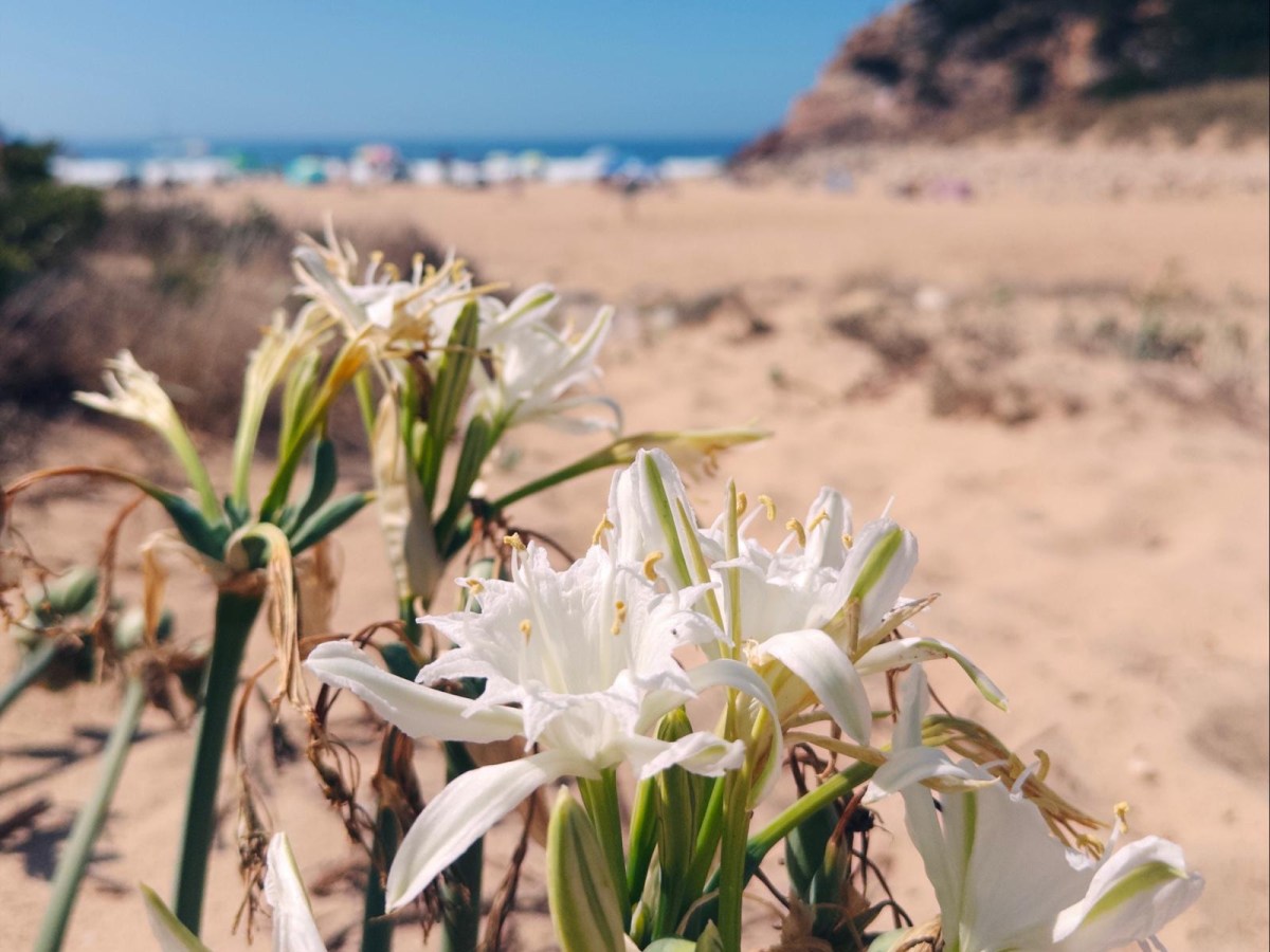 Sagres – Salema