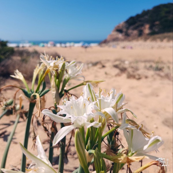 Sagres – Salema