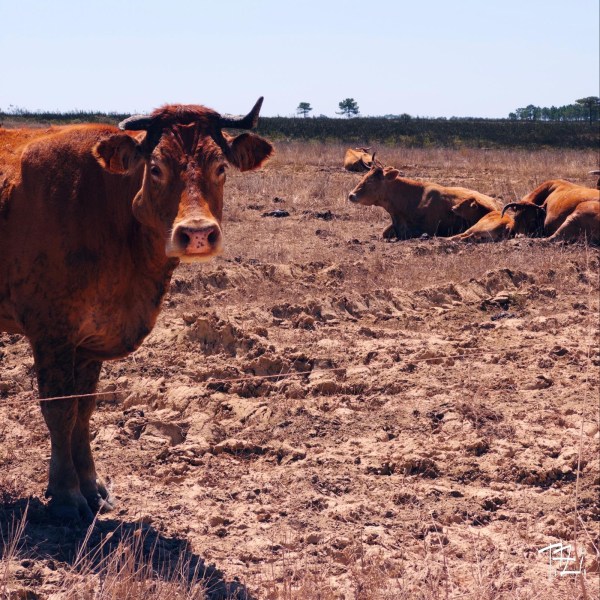 Odeceixe – Aljezur